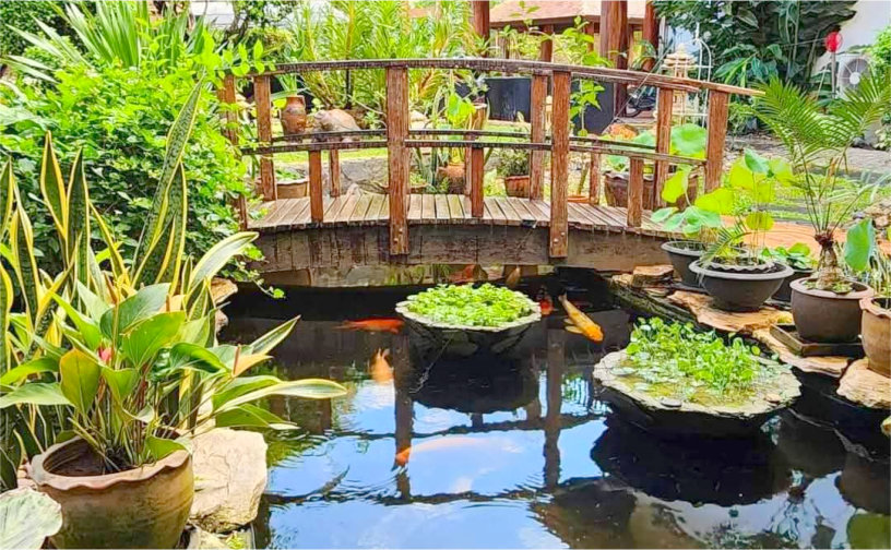 Garden & Koi Pond